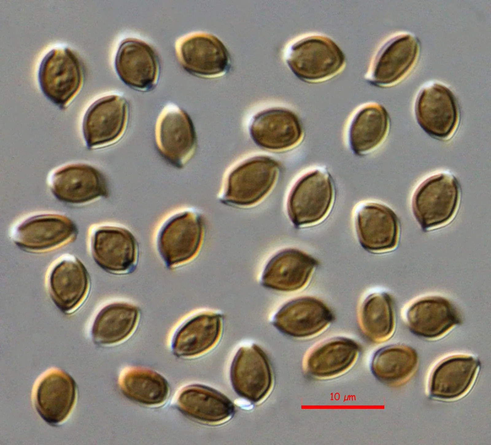 Psilocybe caerulescens