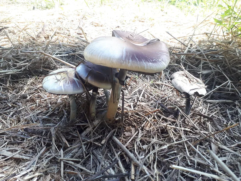 Psilocybe cubensis