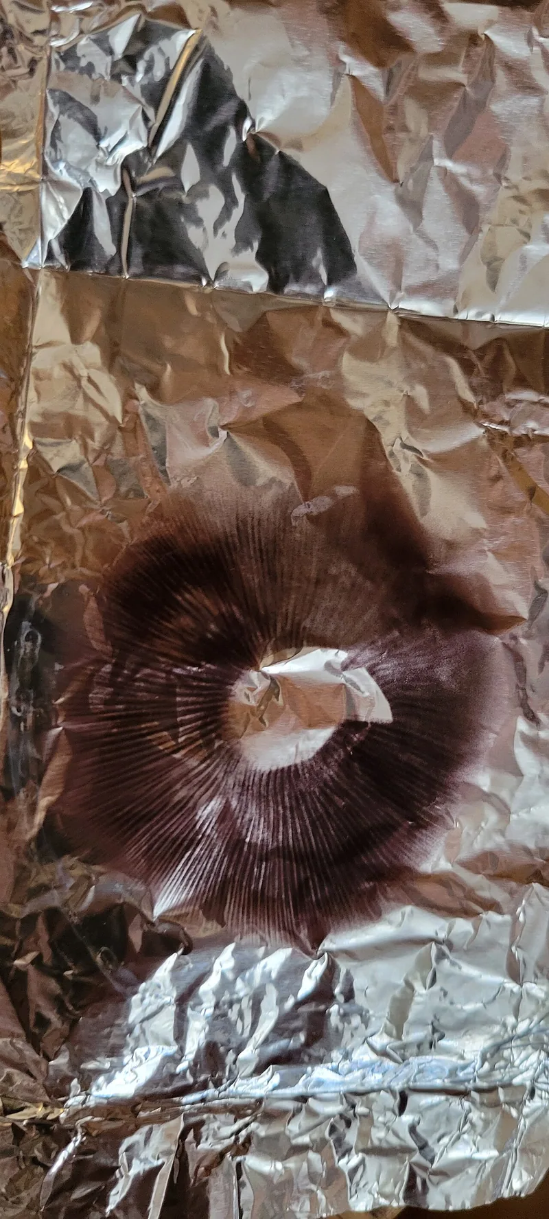 Psilocybe cubensis
