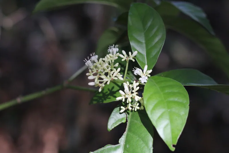 Psychotria carthagenensis