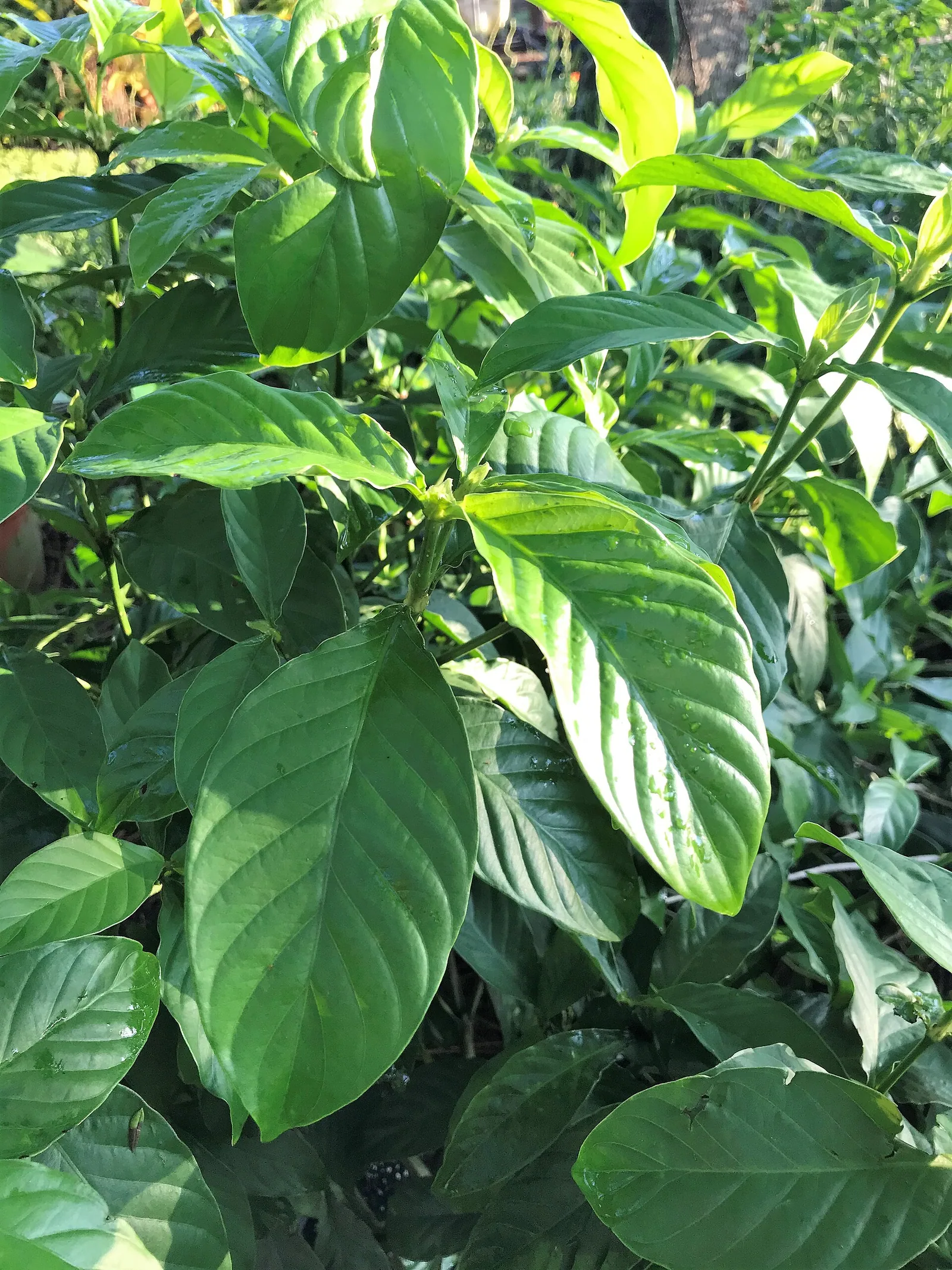 Psychotria viridis