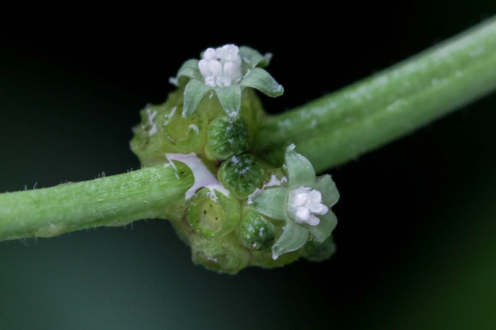 Psychotria viridis