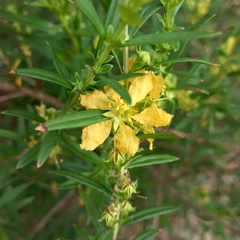 Yellow six-petalled flowers among narrow willow-like leaves of Heimia salicifolia