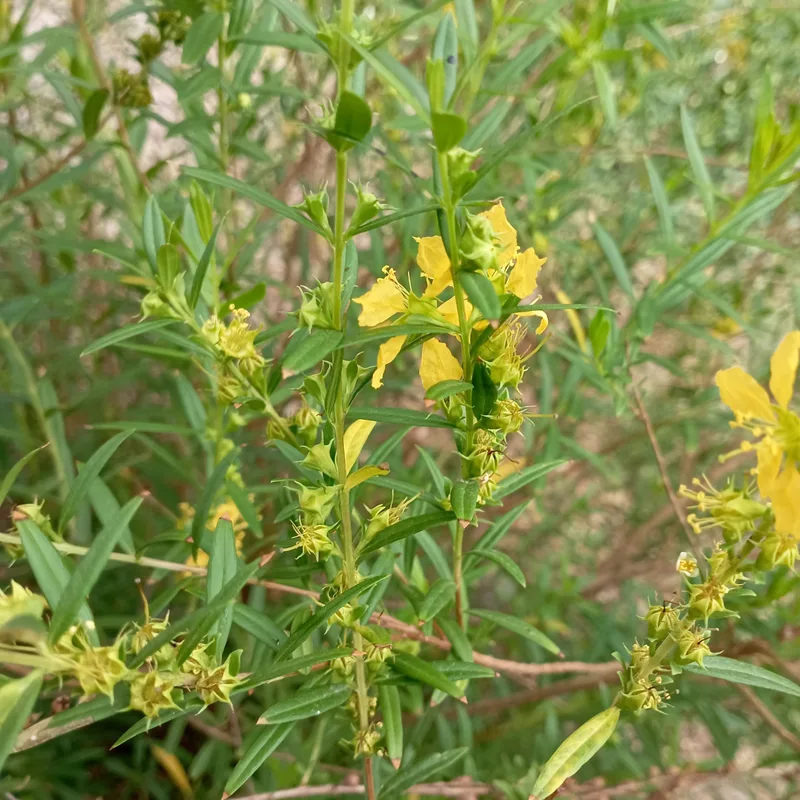 Slender upright stems of Heimia salicifolia with narrow leaves and small yellow flowers