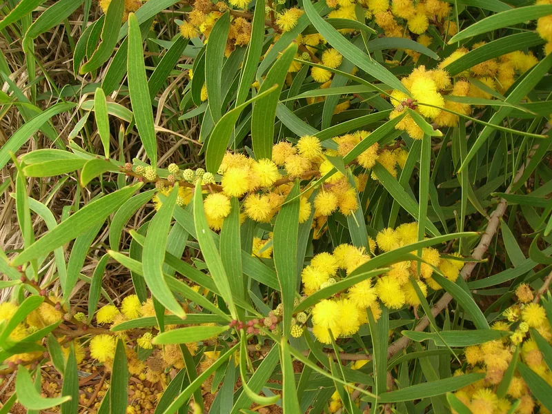 Acacia confusa