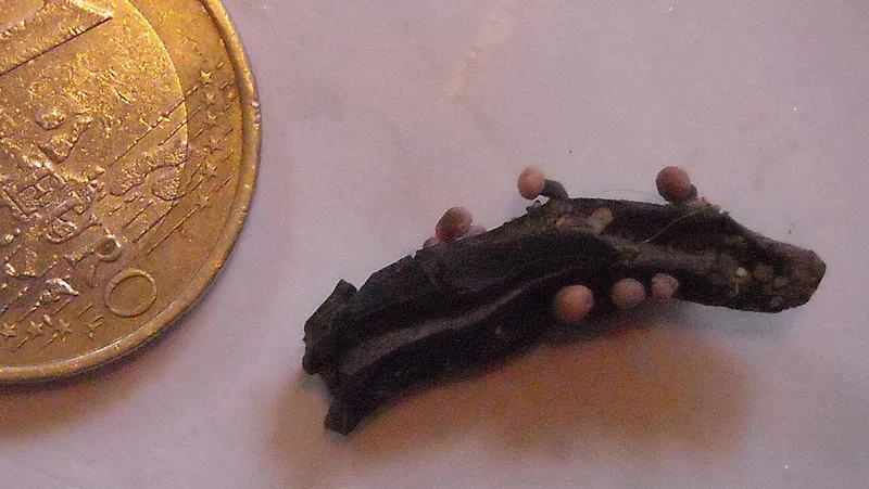 Claviceps purpurea