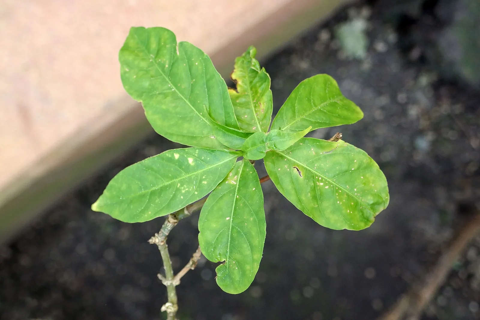 Tabernanthe iboga