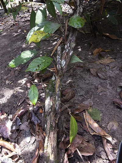 Diplopterys cabrerana