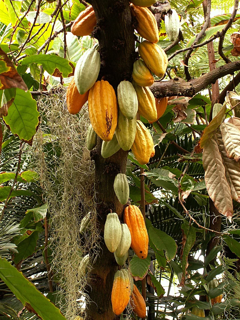 Theobroma cacao