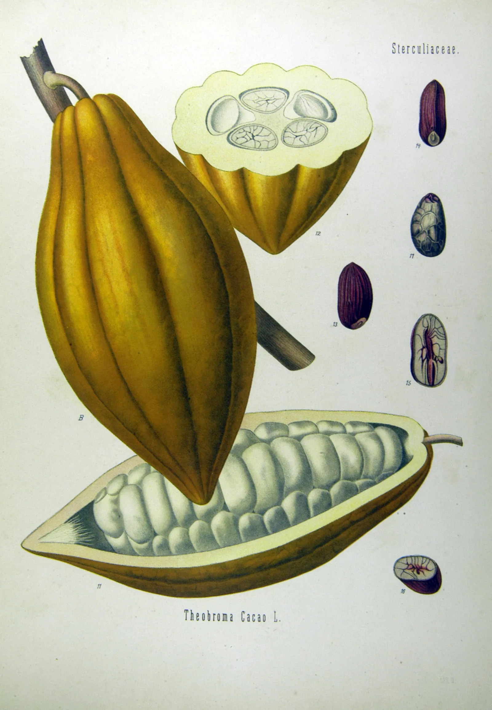 Theobroma cacao
