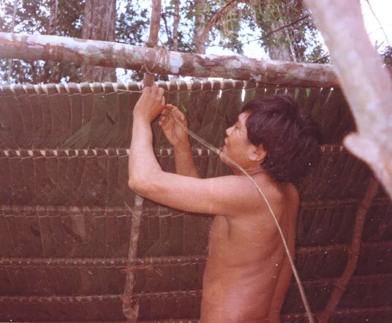 A Yanomami man tying palm-leaf thatch to the frame of a shabono roof
