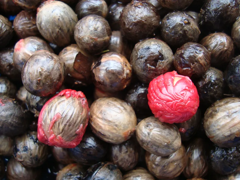 A heap of round, dark brown Virola seeds with fine-veined surfaces; two still wear a red, wrinkled aril