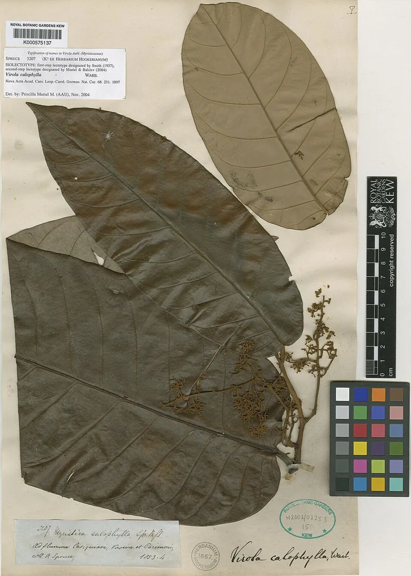 Virola calophylla