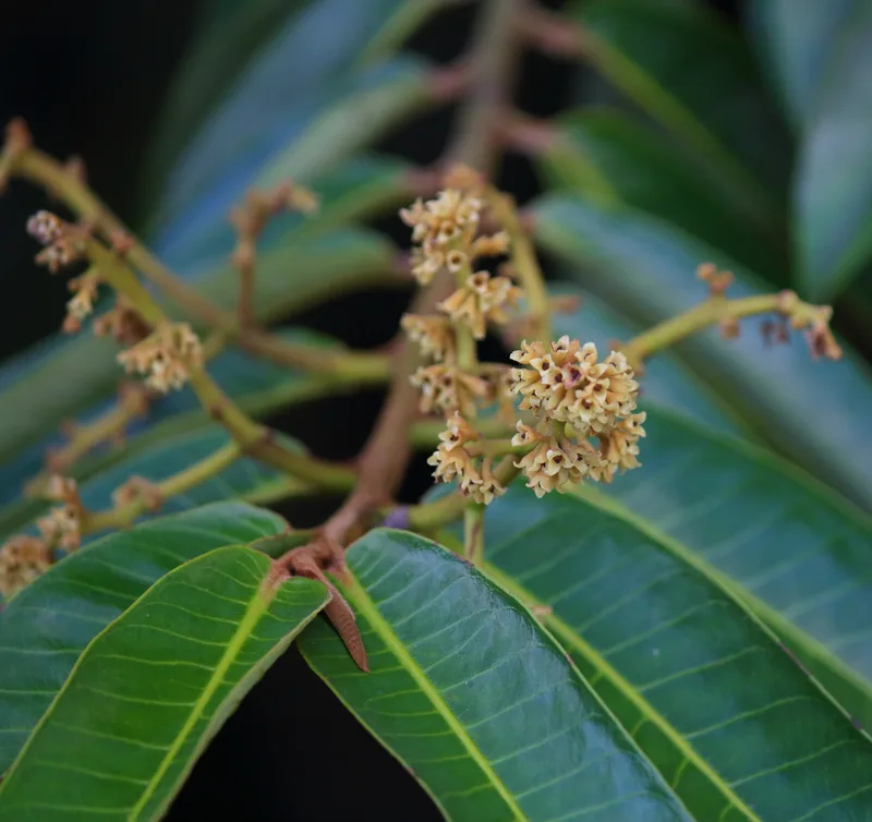 Clusters of small cream-yellow flowers on branching stalks between long, glossy, parallel-veined leaves, against a dark background