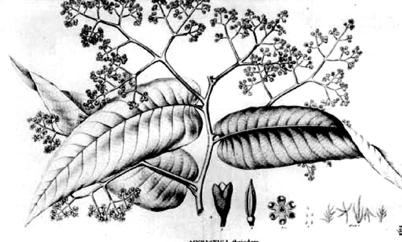 Engraving of a flowering branch of Myristica theiodora, with flower and anther details