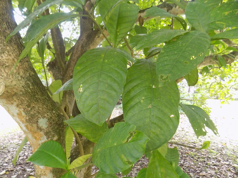Voacanga africana