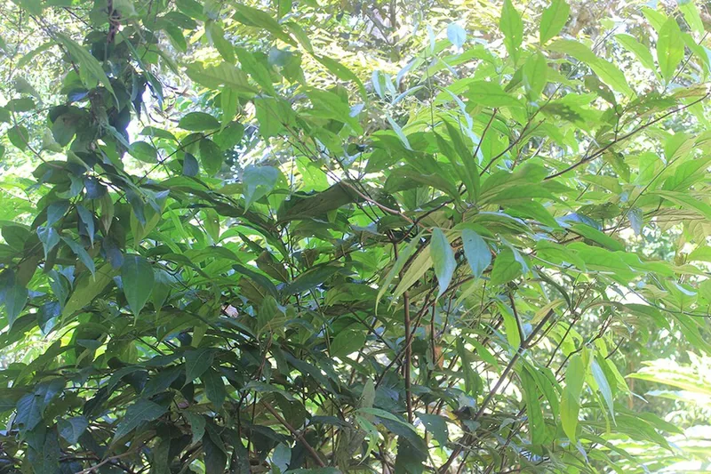 Diplopterys cabrerana